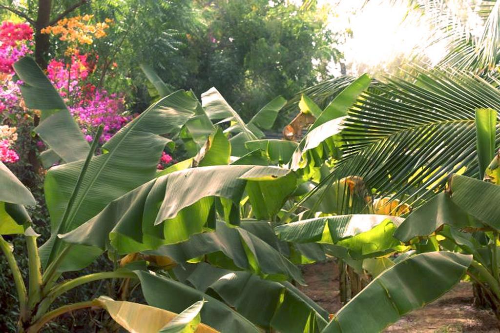 Lampsar Lodge Ndiongo Luaran gambar